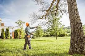Best Tree Cabling and Bracing  in Pineland, TX