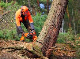 Best Organic Lawn Care Solutions  in Pineland, TX