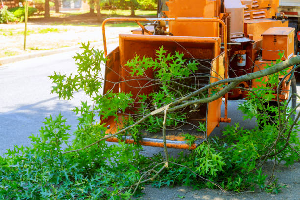 Best Lawn Renovation and Restoration  in Pineland, TX