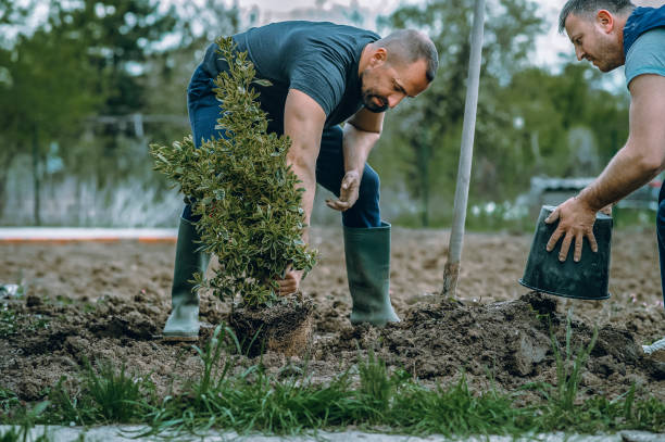 How Our Tree Care Process Works  in  Pineland, TX