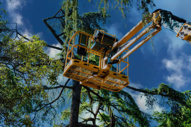 Best Tree Mulching  in Pineland, TX