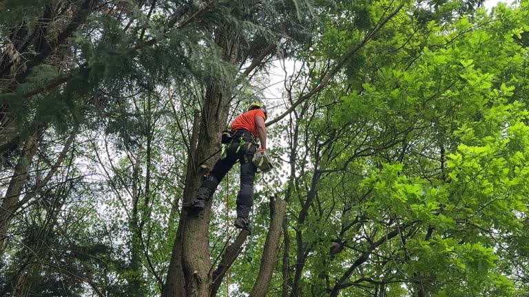 Best Utility Line Clearance  in Pineland, TX