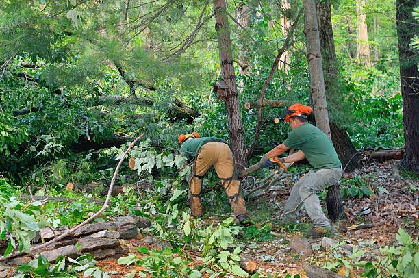 Best Tree and Shrub Care  in Pineland, TX