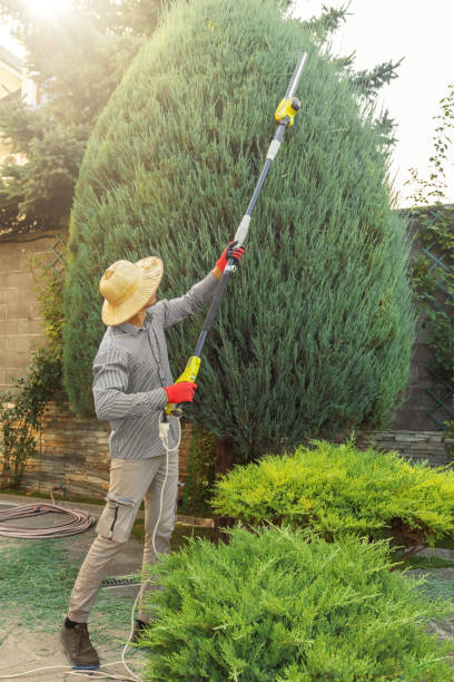Best Fruit Tree Pruning  in Pineland, TX