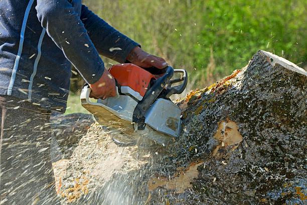 Professional Tree Services in Pineland, TX