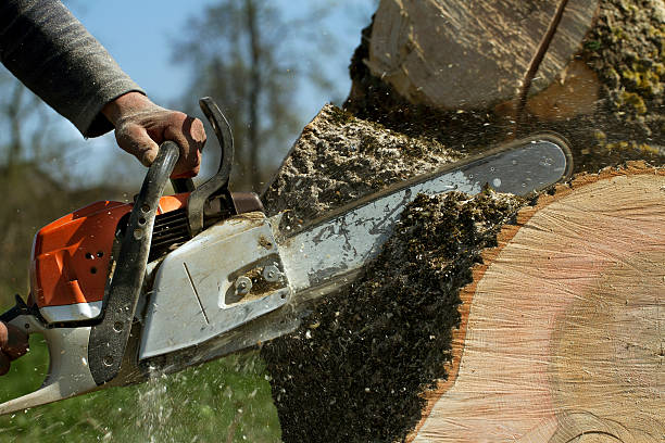 Best Lawn Maintenance Plans  in Pineland, TX