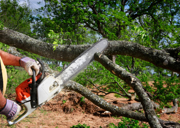 Best Landscape Design and Installation  in Pineland, TX
