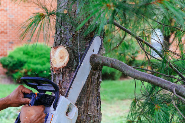 Best Emergency Tree Removal  in Pineland, TX